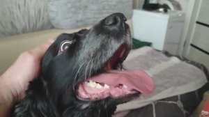 Джексон вернулся домой  | © 2026