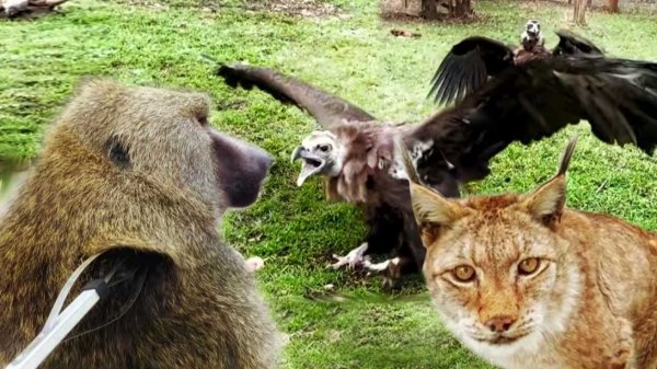 Грифы АТАКУЮТ! Нас ПРЕСЛЕДУЕТ банда! Рокки ПОСЧИТАЛИ РЁБРА! Неожиданно вышла РЫСЬ! А где все?