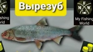 Как поймать вырезуба 🐠