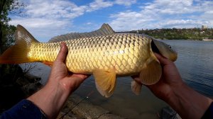 Ловил карася — сел крупный сазан