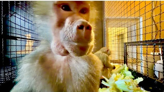 Анфиса решила сделать мне маску из перепелиного яйца для волос😃😃😃 смотреть онлайн