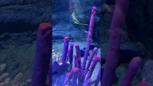 Океанариум, 2026 год, Vinpearl, Нячанг