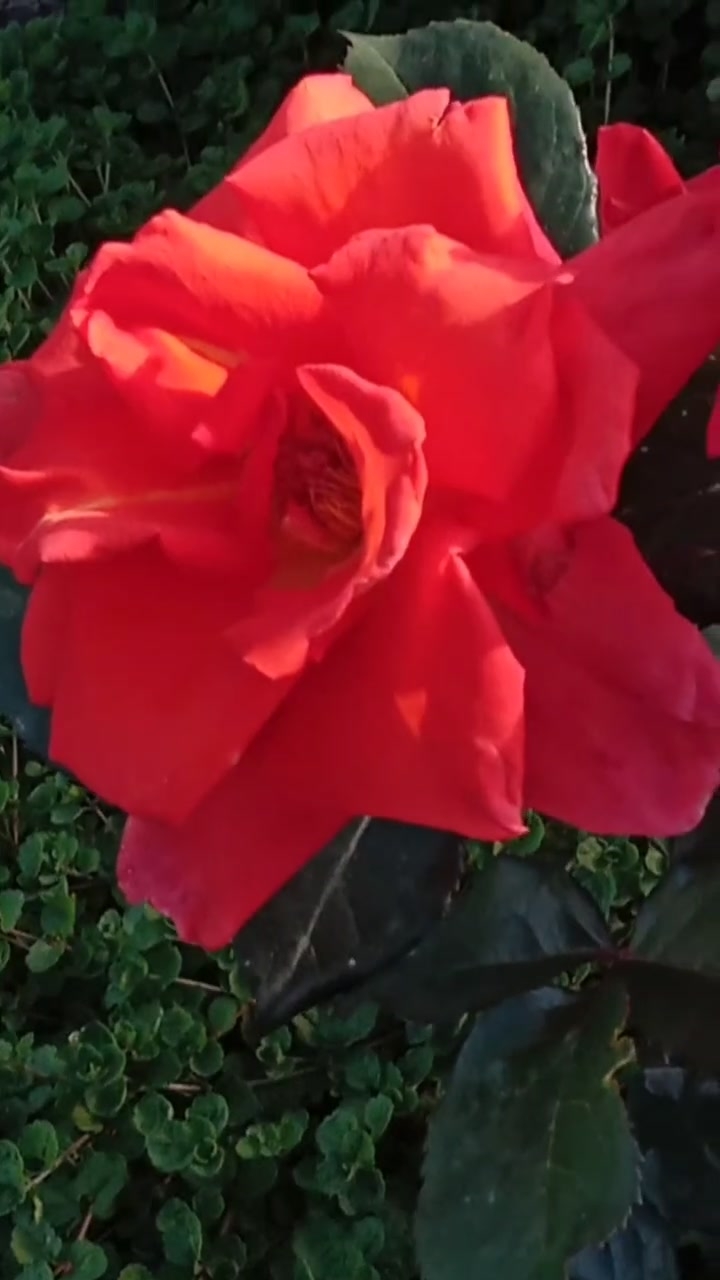 Роза. 12-02-2026 смотреть онлайн