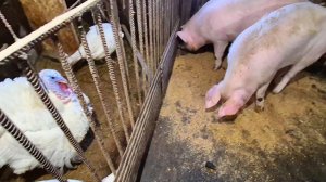 Деревенька моя управилась по хозяйству,Жизнь в Русской деревне