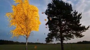 Жила сосна с березкой по соседству (Маргарита Барабанова.Стихи.ру)