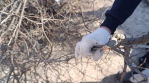 11.02.26. Скоро весна. Динская, Краснодарский край