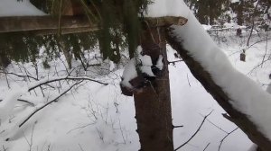 Закрыл путики Поймал лису