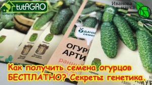 🥒Семена огурцов БЕСПЛАТНО! Куда идти и что просить? Не трать деньги! 🎁Бесплатные семена и урожай