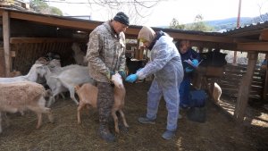В Севастополе проходит ежегодная вакцинация мелкого рогатого скота