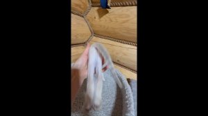 Котята питомника кошек  АСИМА ОРСИКЭТ