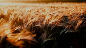 В этот год и зима не зима