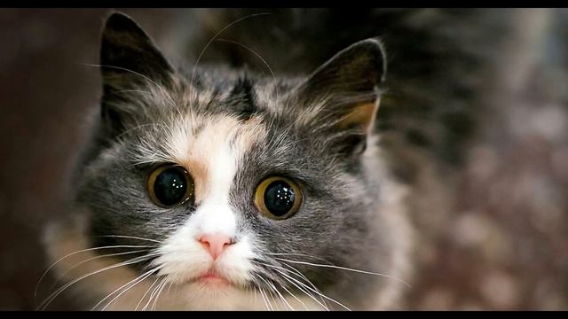 Очередной мем