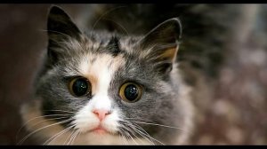 Очередной мем