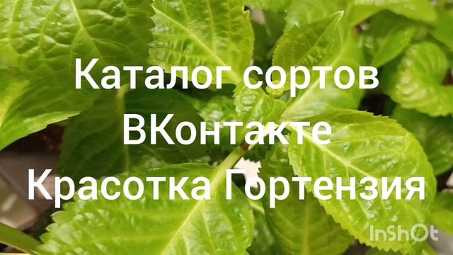 Скоро цветение крупнолистных гортензий 🌿🌺😍 смотреть онлайн