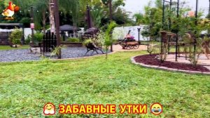 Забавные утки мускусные и пекинские на свободном выгуле со своими друзьями ч.(356) ❣️🤗😂