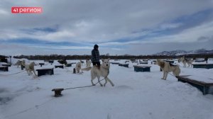 К БОЛЬШОЙ ГОНКЕ «БЕРИНГИЯ-2026» ГОТОВИТСЯ ДОЧЬ ЗНАМЕНИТОГО КАМЧАТСКОГО КАЮРА • НОВОСТИ КАМЧАТКИ
