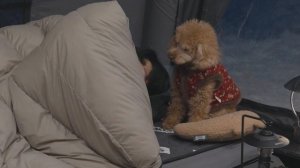 Поход с собакой в условиях сильного снегопада . Прозрачная сауна-палатка . Дровяная печь ASMR