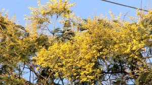 Из Абхазии в Россию завезли почти три тонны мимозы и более 32 тонн мандаринов