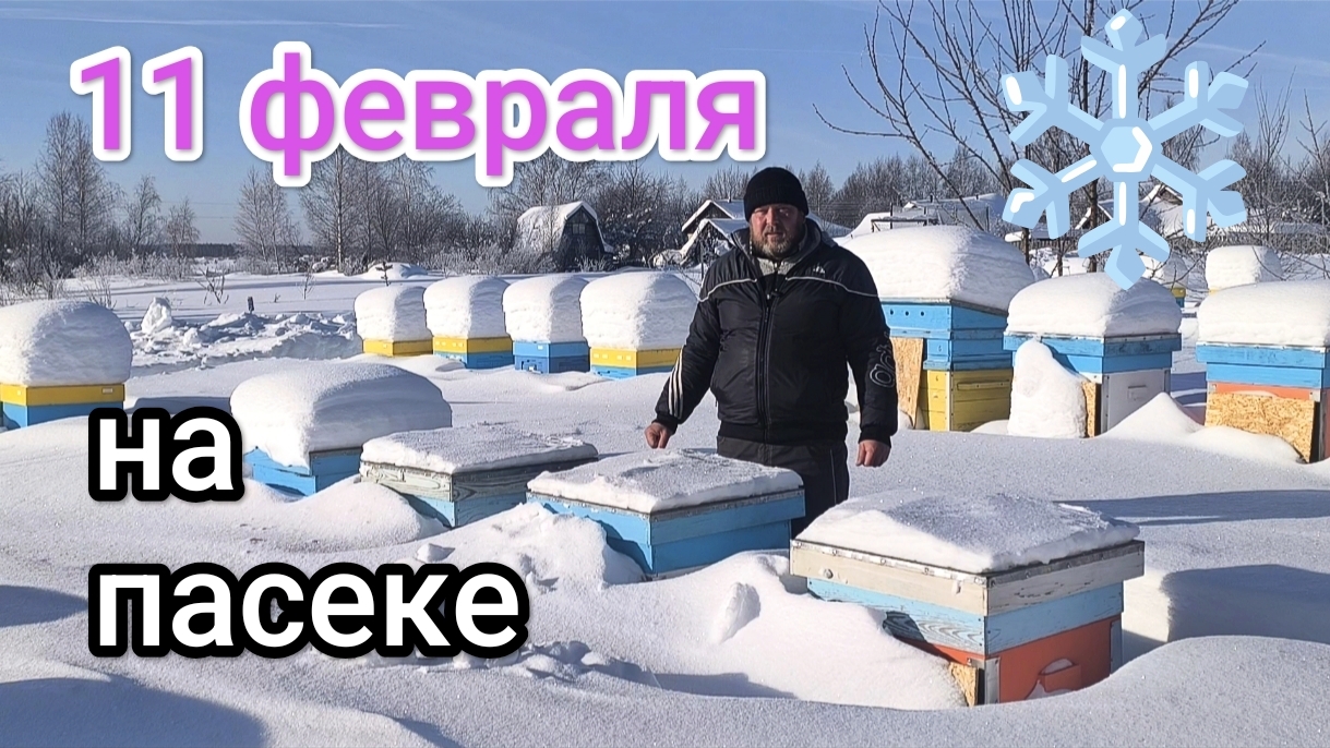 Как проходит зимовка пчёл на улице в лютый мороз в феврале. Пчеловодство Владимирской области! смотреть онлайн