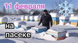 Как проходит зимовка пчёл на улице в лютый мороз в феврале. Пчеловодство Владимирской области!