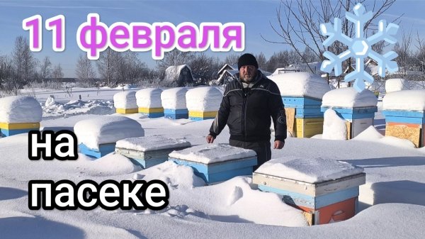 Как проходит зимовка пчёл на улице в лютый мороз в феврале. Пчеловодство Владимирской области!