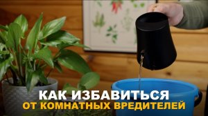 НЕПРОШЕННЫЕ ГОСТИ. Опасные вредители: как защитить домашние растения и рассаду.