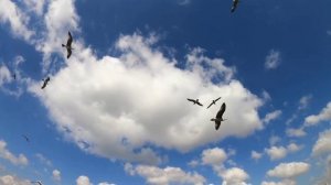 _Птицы слов_ песни на стихи Ингвара Нитомака