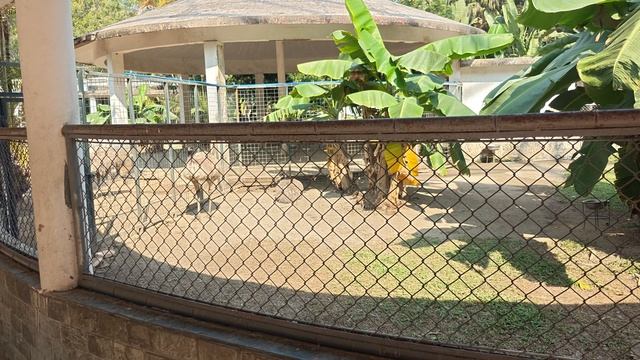 2026.01.15 Гуанчжоу, Guangzhou Zoo Amusement Park, открытый большой вольер