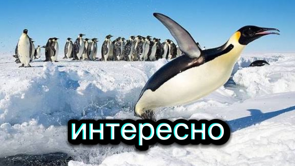 Пингвины 🐧 смотреть онлайн