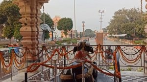 Священные быки!