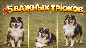 5 простых и важных команд или трюков с собакой
