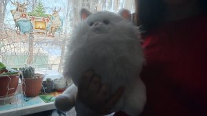 11-02-2026 счастье котенок и весна