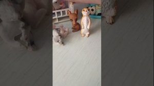 сильвашки-милашки 12 серия подмена