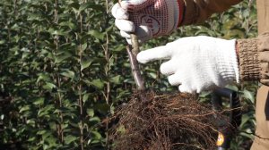 Как вырастить саженец яблони