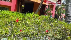 🌴 Отдых в Доминикане: райские пляжи, лазурные воды и незабываемые впечатления! 🌞