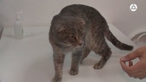 Утро. Профессия с заботой: ветеринар — лечить и защищать животных