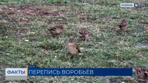 Перепись воробьев проведут ученые в Краснодарском крае