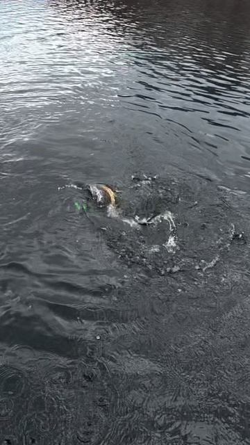 Золотая рыбка на удочке