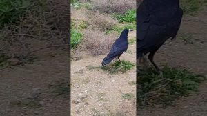 У Гоши сняли спицы и я его выпустила