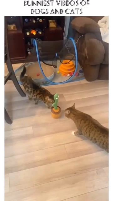 Забавные коты #funny #котофейка #cat #видосыоткота #веселыекоты #animals #прикольныекоты смотреть онлайн