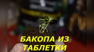 Как из 1 таблетки получить цветочное облако: всё о перевалке бакопы.
