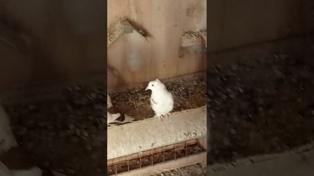 голуби Ломова смотреть онлайн