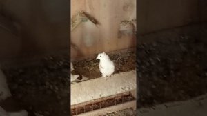 голуби Ломова