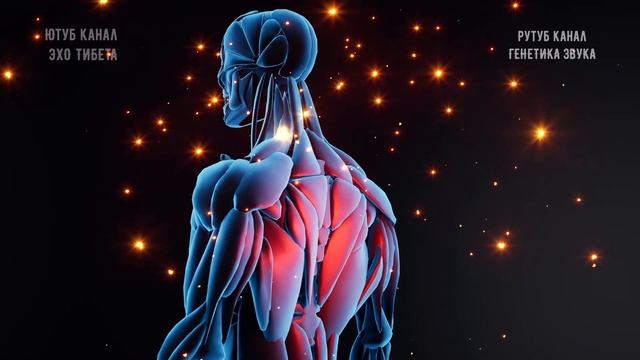Волновая матрица Гаряева | Регенерация внутренних органов | Оригинал смотреть онлайн