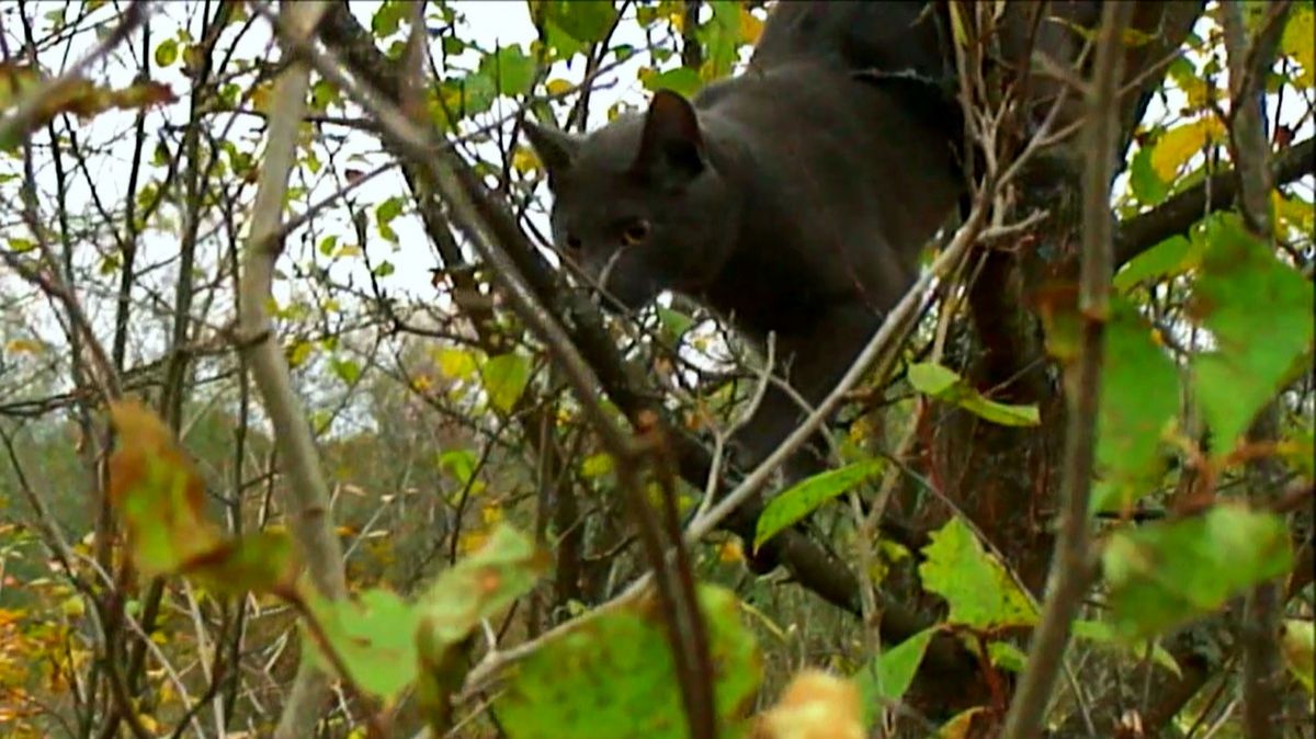 Кот на природе...