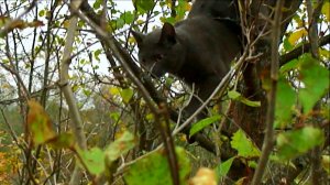 Кот на природе...