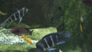 ЗАВОРАЖИВАЮЩИЙ МИР РЫБ.Видео Татьяны Крестьянсковой