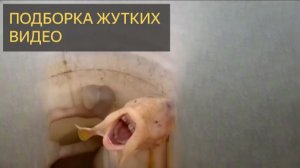 Брукстер смотрит паранормальные видосики