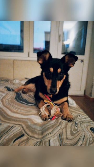 MP4_20260203_072921_PHOTOMOVIE