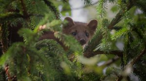 Таежные истории. Егеря сбежали из этой тайги.